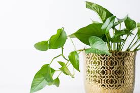 La pianta coccolus è un arbusto sempreverde ideale per macchie o siepi alte. 10 Piante Da Appartamento Che Richiedono Poca Luce E Poche Cure