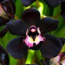 Egrow 100pcs Bag Black Cymbidium Seeds Unique Black Cymbidium Faberi Flower Bonsai G Sementes De Orquideas Sementes De Flores Flores Exoticas