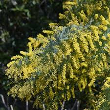 Image result for Acacia baileyana
