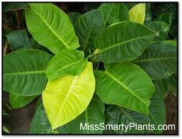 Philodendron Moonlight Is A Small Philodendron With Bright Lime Leaves The Newest Leaves Emerge The Chartreuse Plants Plant Information Tropical Landscaping