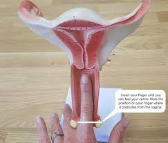 Image result for cervix position
