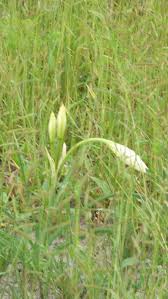 Image result for Sopubia mannii