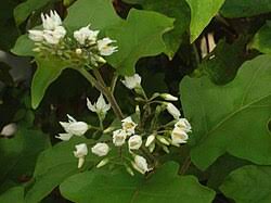 Image result for Solanum litoraneum