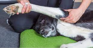 Physiotherapy We can now offer your pet physiotherapy. Physiotherapy is  used alongside veterinary care to help in the treatment or long-term  management of many different injuries and conditions relating to muscles,  tendons,