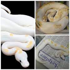 Pin By Jamez Robinson Jr On Ball Python Morphs Reptiles Coldblooded Cute Reptiles Ball Python Ball Python Morphs
