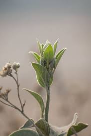 Image result for Astripomoea