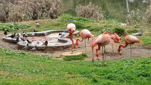 The children's zoo is located north of the main zoo. Tisch Family Zoological Gardens Biblical Zoo Picture Of Tisch Family Zoological Gardens Biblical Zoo Jerusalem Tripadvisor