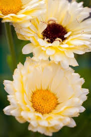 Pin On Seeds To Sow