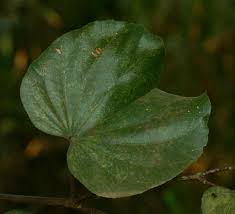 Image result for Piliostigma thonningii