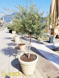 We look forward to seeing you soon! Dwarf Olive Trees In Pots Care Height Fruits Pests