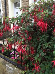 Everything else will need at least a couple the distylium is an exciting, new broadleaf evergreen that flowers throughout winter. Hardy Fuchsia Unlike The Showier Species Of Hanging Basket Type Fuchsia Hardy Fuchsia Is A Small To Medium Bus Flowering Shrubs Shade Shrubs Garden Shrubs