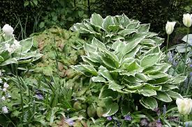 Rhododendrongarten Die Schonsten Begleit Pflanzen Garten Pflanzen Garten Ideen