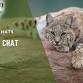 Bobcat Chat event image