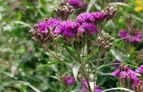 Image result for Vernonia schlechteri