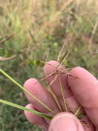 Image result for Cyperus rotundus