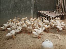 We did not find results for: Cara Pakan Bebek Peking Arena Mesin Harga Jual Alat