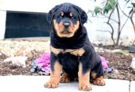 Puppies for sale born 29/01/2021 puppies have be dewormed and vaccinated with vet cards 2 females / 2 males available contact 0843552251.read more. Rottweiler Puppies For Sale Puppy Adoption Keystone Puppies