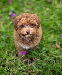 Jul 28, 2020 · website: Havapoo Dog Breed Information And Characteristics Daily Paws
