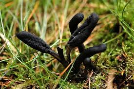 Image result for Periglossum