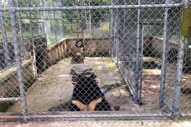 Alec Baldwin Wants to Free Sick Bear Kept at Penn. Sportsmen's Club