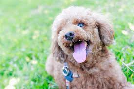 Why Do Dogs Rub Their Face Against The Floor Dogs Dog Face Pets