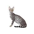 Savannah Cat — Full Profile, History, and Care
