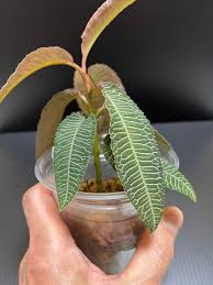 Image result for Belvisia