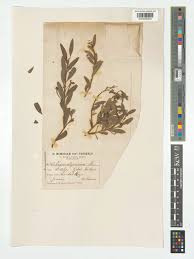 Image result for Osyris compressa