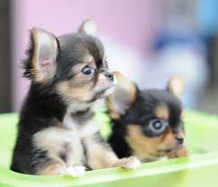 Pin By Kim Funk On Chihuahuas Chihuahua Puppies Chihuahua Chihuahua Dogs