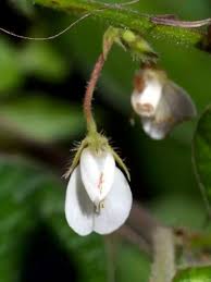 Image result for Pseudarthria