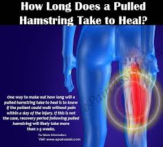 That usually means its a grade 3 injury (not good). How Long Does A Pulled Hamstring Take To Heal Hamstring Muscles Sore Hamstrings Hamstrings