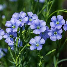 Image result for Linum