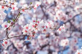This tree drops its leaves and then pops flowers from the bare branches in the middle of winter???? Flowering Apricot Tree Stock Photo C Fogen 8543566 Stockfresh