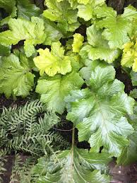 Check spelling or type a new query. Acanthus Mollis Hollard S Gold Dry Shade Plant With Gold To Bright Green Leaves Tall Purple Flower Spike Dry Shade Plants Tall Purple Flowers Shade Plants
