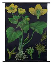 marsh marigold botanical poster