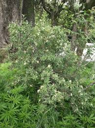 Image result for Thymelaeaceae