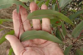 Image result for Eucalyptus citriodora