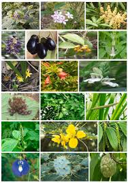 Image result for Rhynchosia tricuspidata