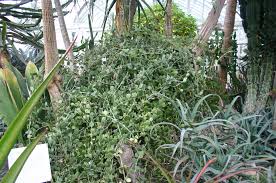 Young plants can burn on hot summer days if planted in direct sunlight. Silver Dollar Vine Xerosicyos Danguyi Inaturalist Nz