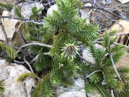 Image result for Macledium poggei