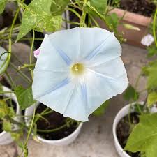 Image result for Ipomoea tricolor