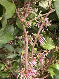 Image result for Agelanthus gracilis