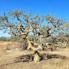 Image result for Commiphora