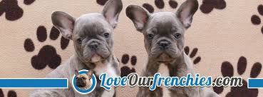 We did not find results for: Love Our Frenchies Home Facebook