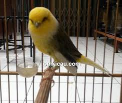 Cepat lambatnya kenari bunyi berdasar warna dominan pada bulu: Anakan Kenari Ys Nakula Diboyong H Fitri Bks Dengan Mahar Rp 17 5 Juta Om Kicau