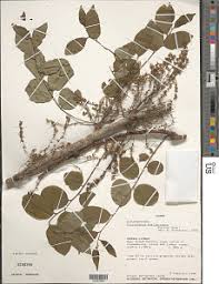Image result for Phyllanthus polyspermus