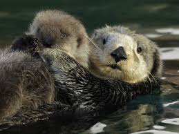 What Happens When Sea Otters Eat 15 Pounds Of Shellfish A Day Baby Sea Otters Sea Otter Baby Zoo Animals