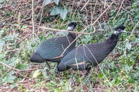 Image result for Tricliceras mossambicense