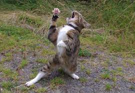 16 Winning Photos Of Animal Antics From The Comedy Pet Photography Awards Funny Animal Photos Animal Antics Funny Animal Pictures