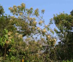 Image result for Vernonanthura polyanthes